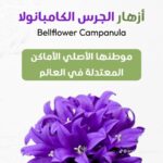 whatsapp image 2025 10 17 at 3.39.57 pm (3)