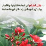 whatsapp image 2025 10 17 at 3.39.57 pm (5)