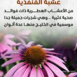 whatsapp image 2025 10 17 at 3.39.58 pm (1)