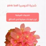 whatsapp image 2025 10 17 at 3.39.59 pm (2)