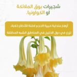 whatsapp image 2025 10 17 at 3.39.59 pm (4)