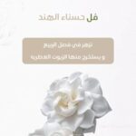 whatsapp image 2025 10 17 at 3.39.59 pm (5)