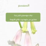 whatsapp image 2025 10 17 at 3.40.00 pm (1)